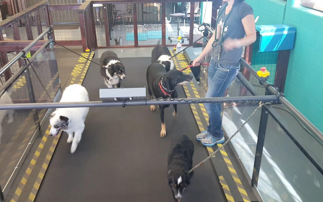 The Ruff Tread Treadmill for Dogs